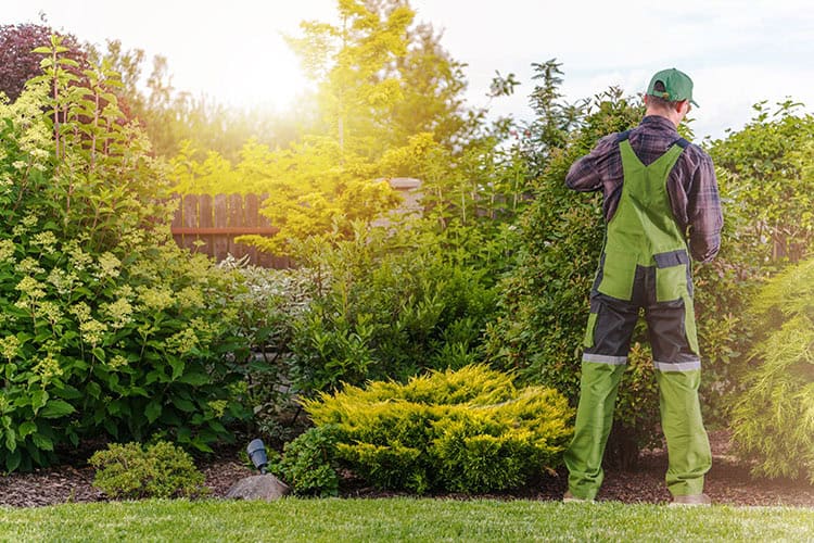 10 Tips For Dallas Lawn Care Companies To Thrive This Summer Denton Tx Lawnmowers