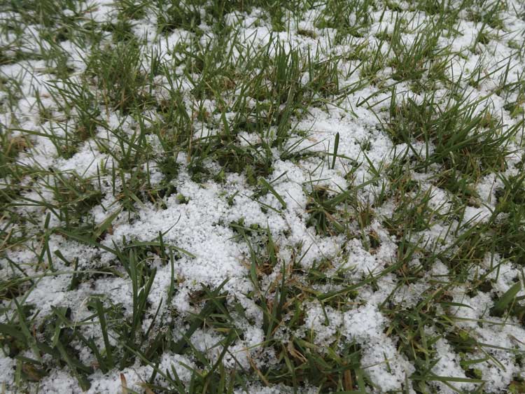 How-To-Prep-Lawn-For-A-Winter-In-Texas