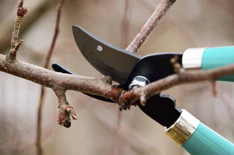 Prune-Plants-Help-Insect-Infestation