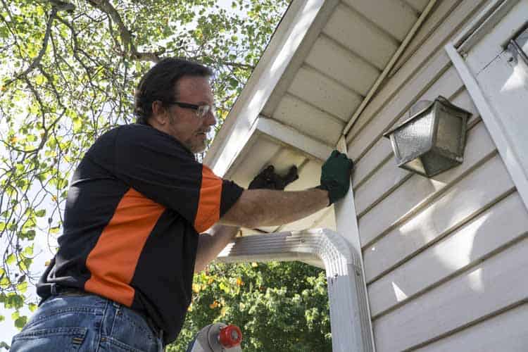 Repair-Damage-And-Bug-Proofing-Help-Insect-Infestation