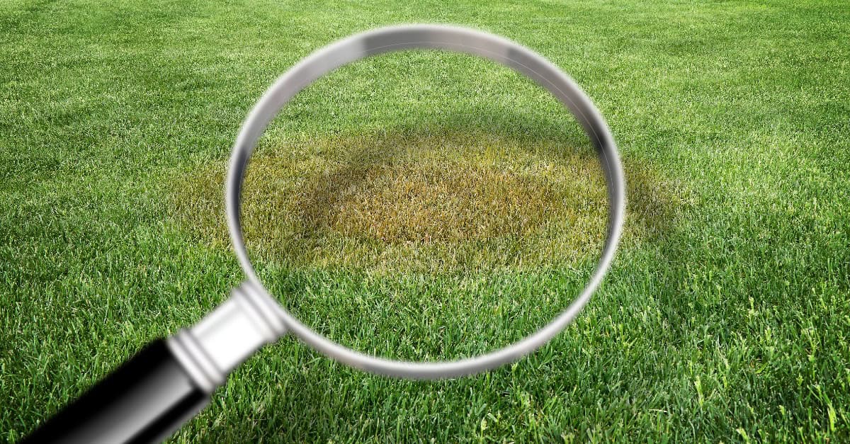 Tips For A Beautiful Lawn In Plano This Year 2026