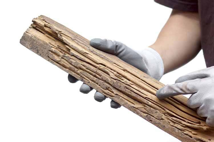 What-To-Do-To-Prevent-Insect-Infestation-This-Spring