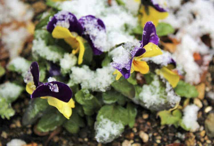 Winter-Garden-And-Cold-Tolerant-Plants