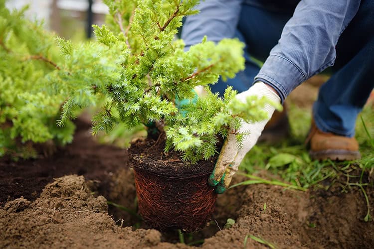 5 Tips To Grow And Market Your Tree Care Company Garland Tx Arborist Tools