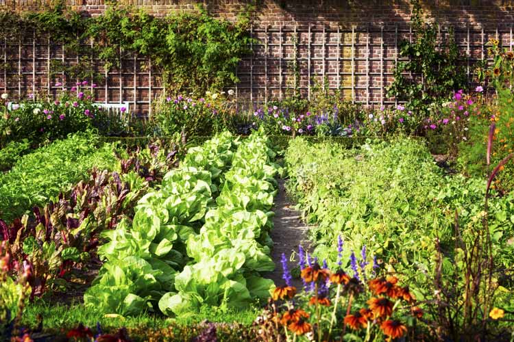 Crop-Rotation-And-Good-Soil