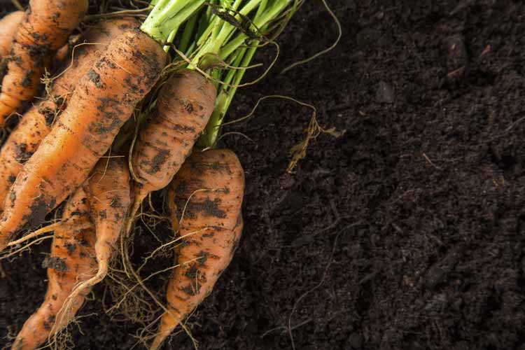 Healthy-Chemical-Free-Soil-Dallas-Richardson-Saw
