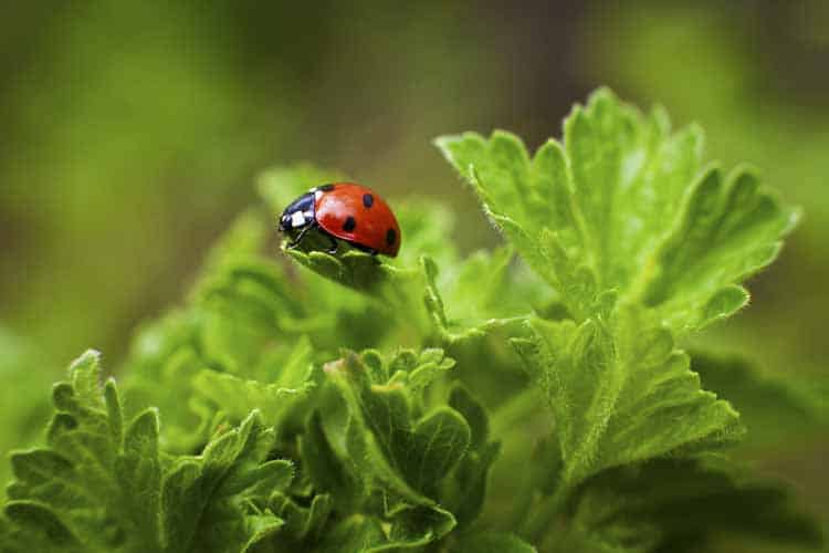 No-Chemicals-Attract-Beneficial-Bugs-Sustainable-Soil