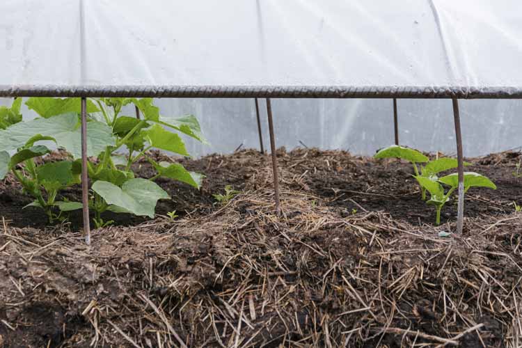 Why-To-Mulch-Your-Garden-Beds-Richardson-Saw-And-Lawnmower