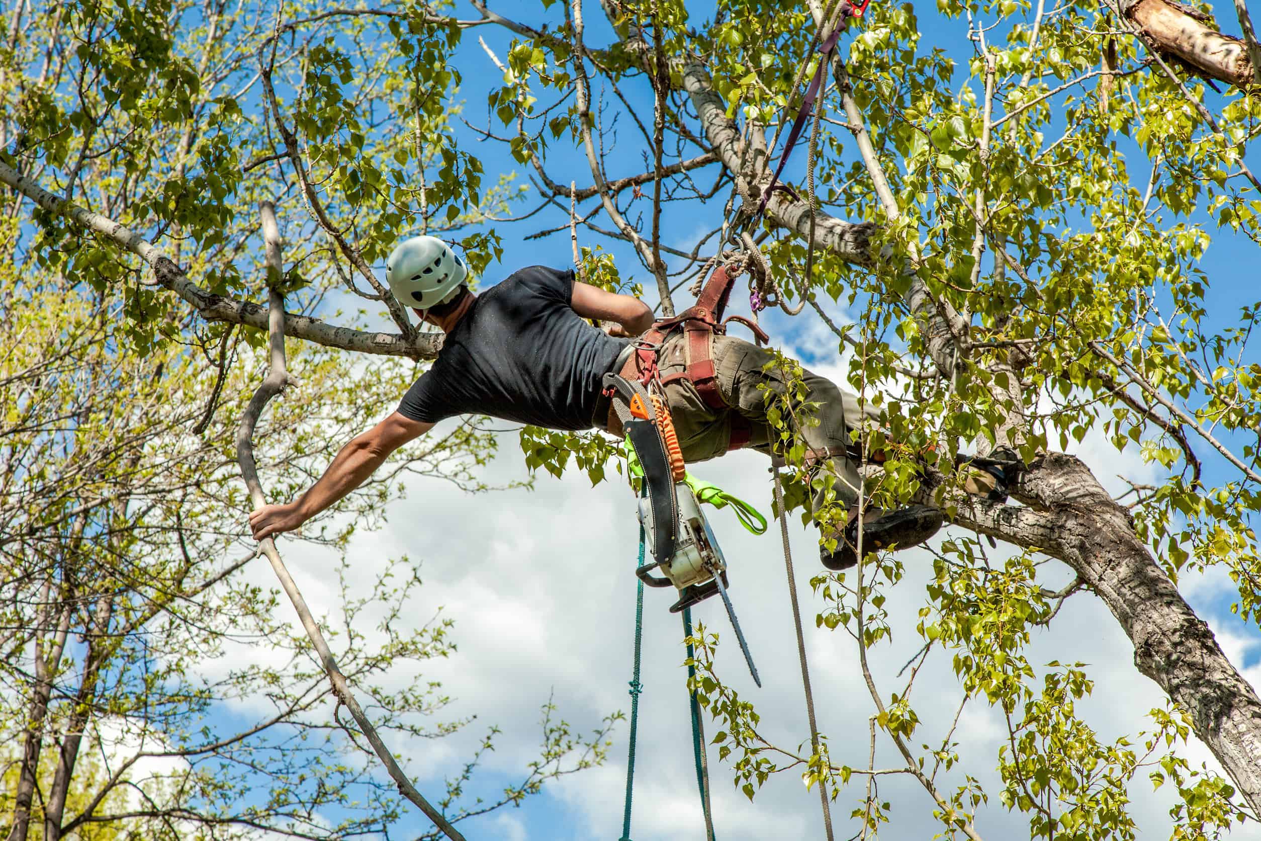 Arborist One Stop Shop Near Me Dallas 2026