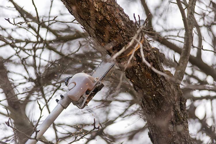 Buying Guide Powered Pole Pruners And Pole Saws Keller Tx Outdoor Power Tools