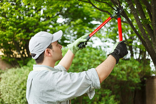 Dallas Arborist Store Corona Tools For Spring Gardening