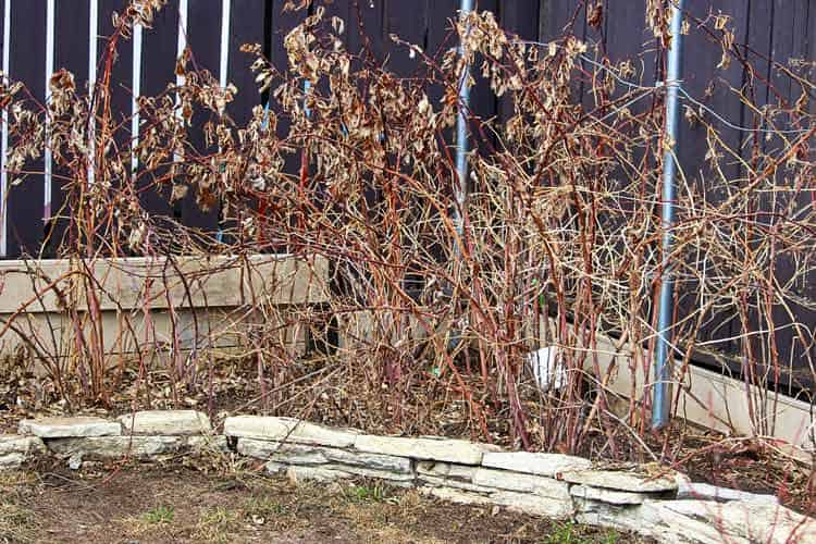 Garden-Ideas-For-Cool-Weather-Dfw