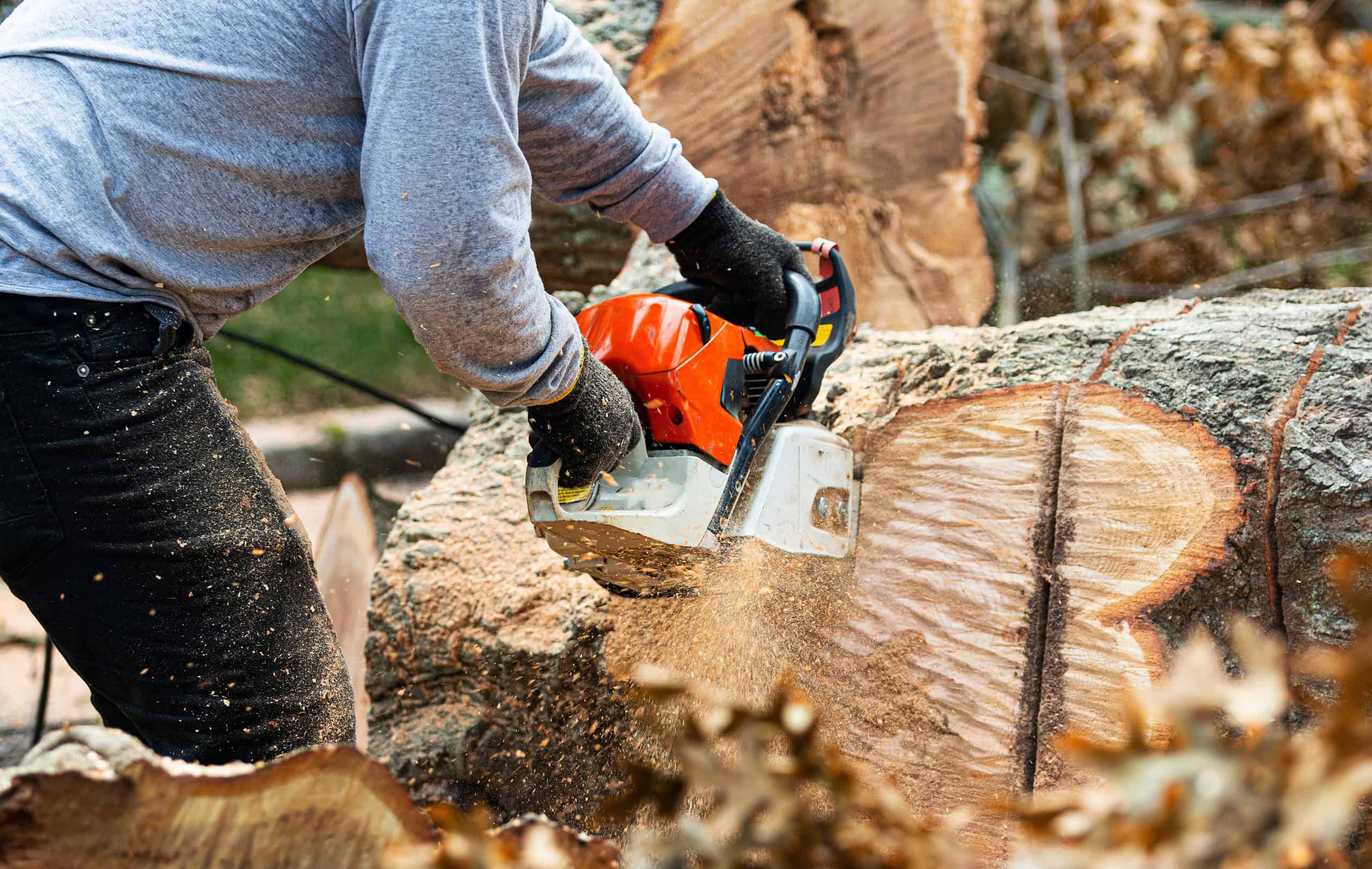 How To Remove Unwatched Branches Leaves From Yard Dallas