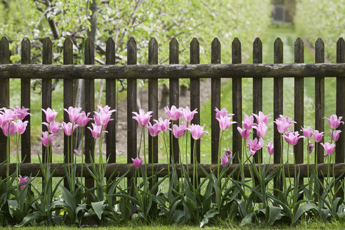Spring-Garden