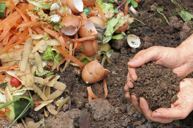 What-To-Compost-Dfw-Garden-And-Lawn