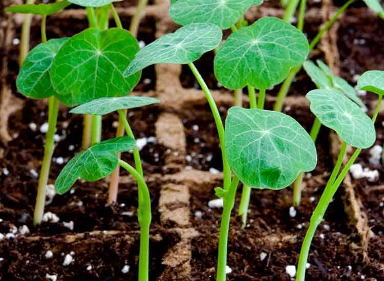 Winter-Garden-Planning-Crop-Rotation
