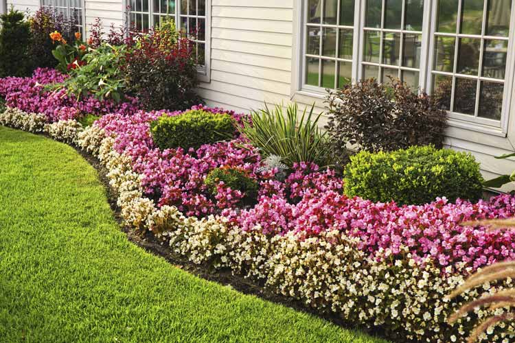 Best-Low-Allergy-Plans-Richardsonsaw