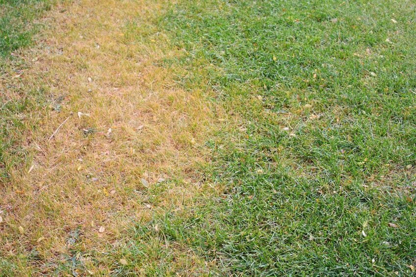 How To Repair Dead Grass In Your Yard In Dallas