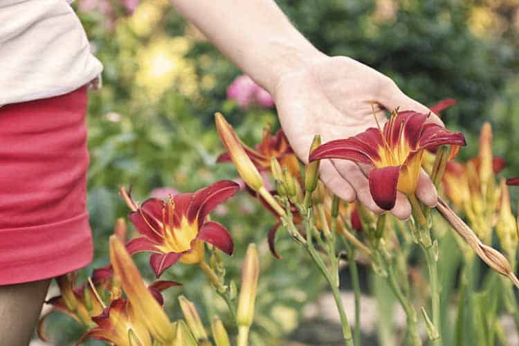 What-Makes-Plants-Allergy-Inducing-Dallas