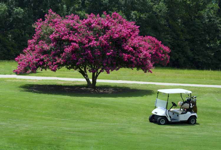 What-Plants-To-Choose-For-Commercial-Low-Allergy-Planting-Dallas-Fort-Worth