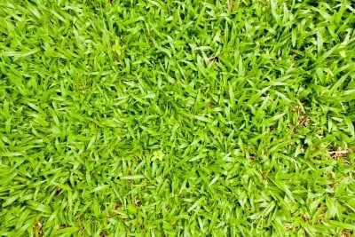 Should I Aerate My Lawn
