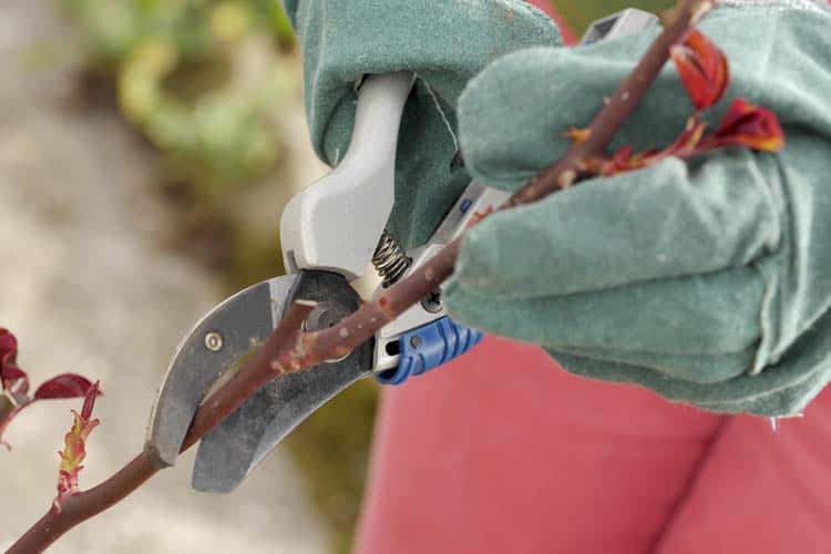 About-Rose-Pruning