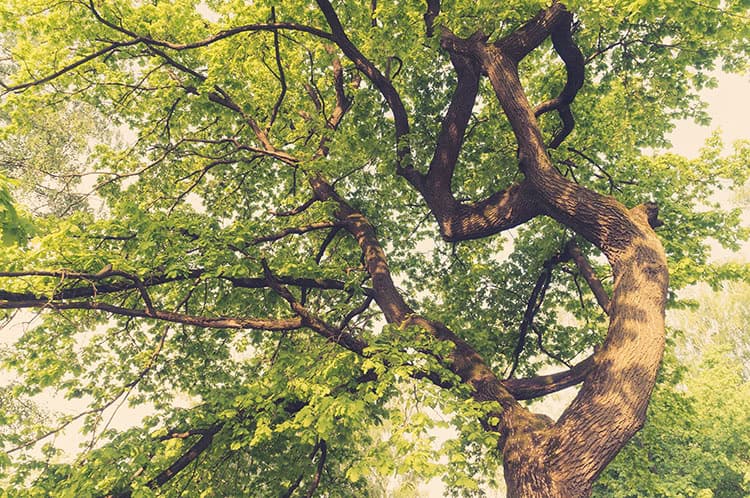 Winter Arborist Essentials Gear &Amp; Tips Farmersbranch Tx Outdoor Power Equipment